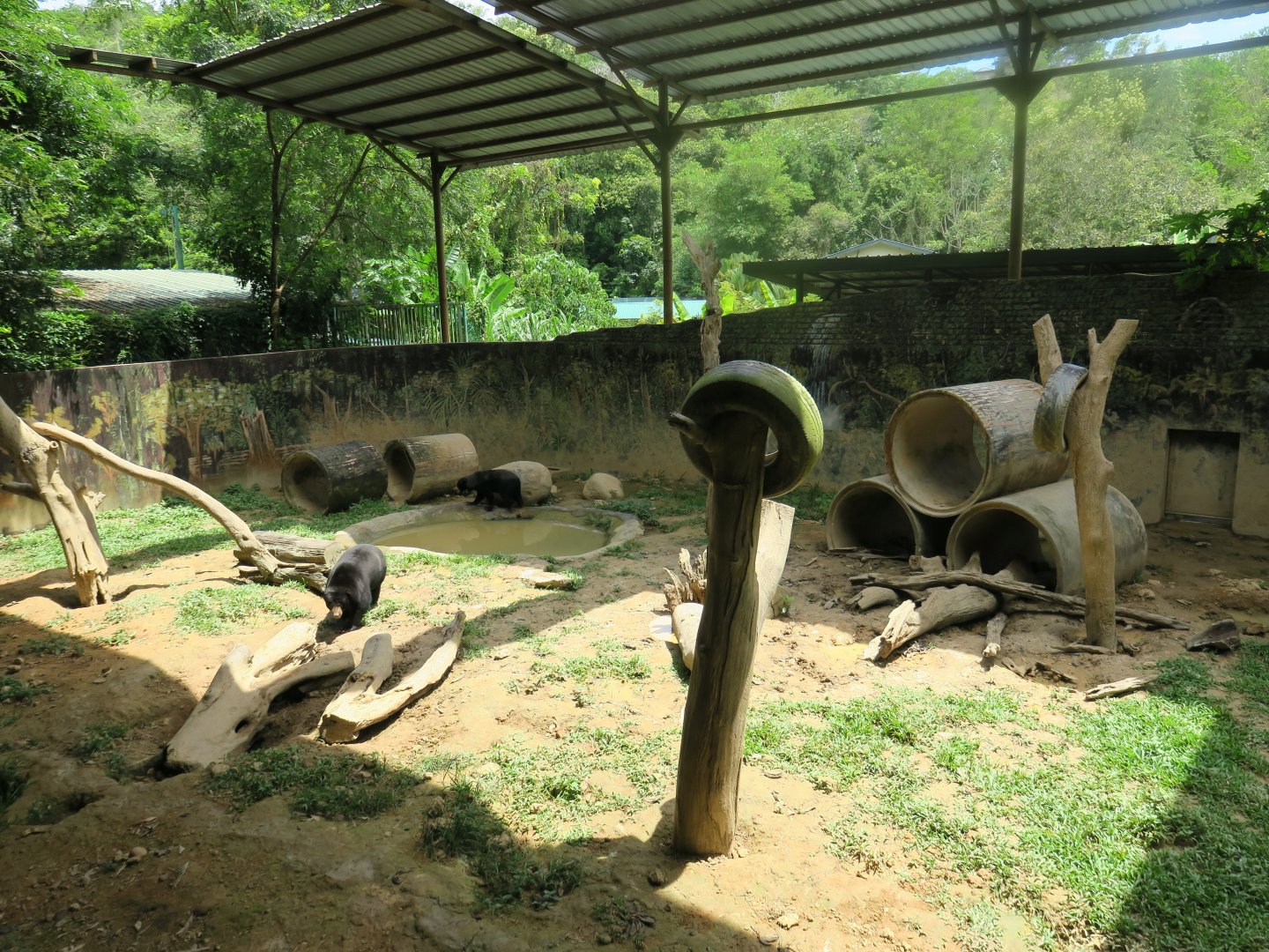 Sun bear exhibit