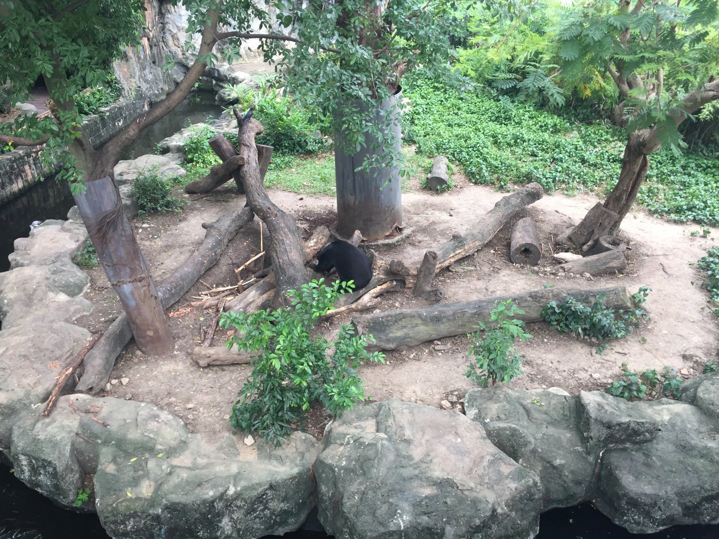 Sun Bear Exhibit