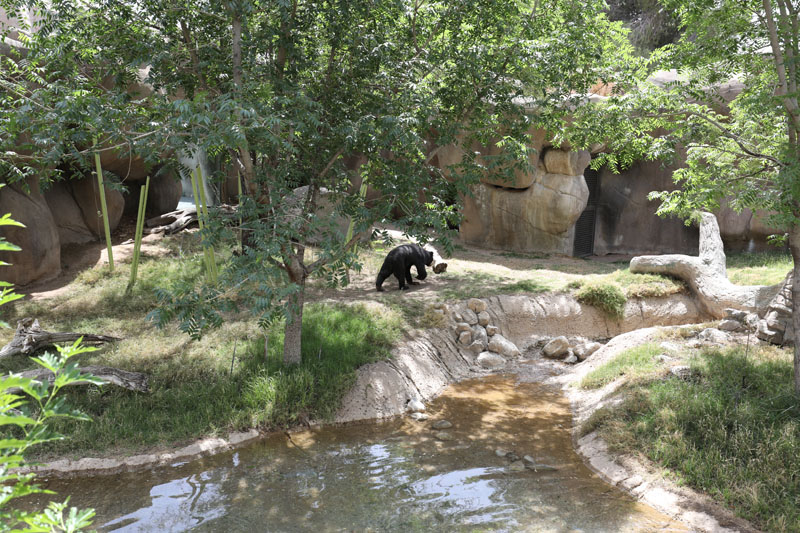 sun bear exhibit