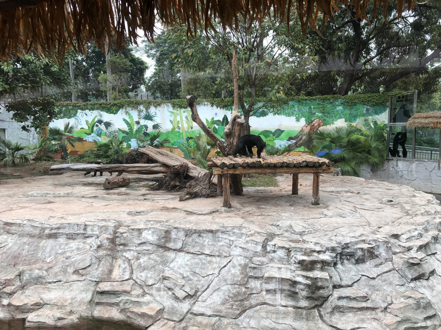 Sun Bear Exhibit