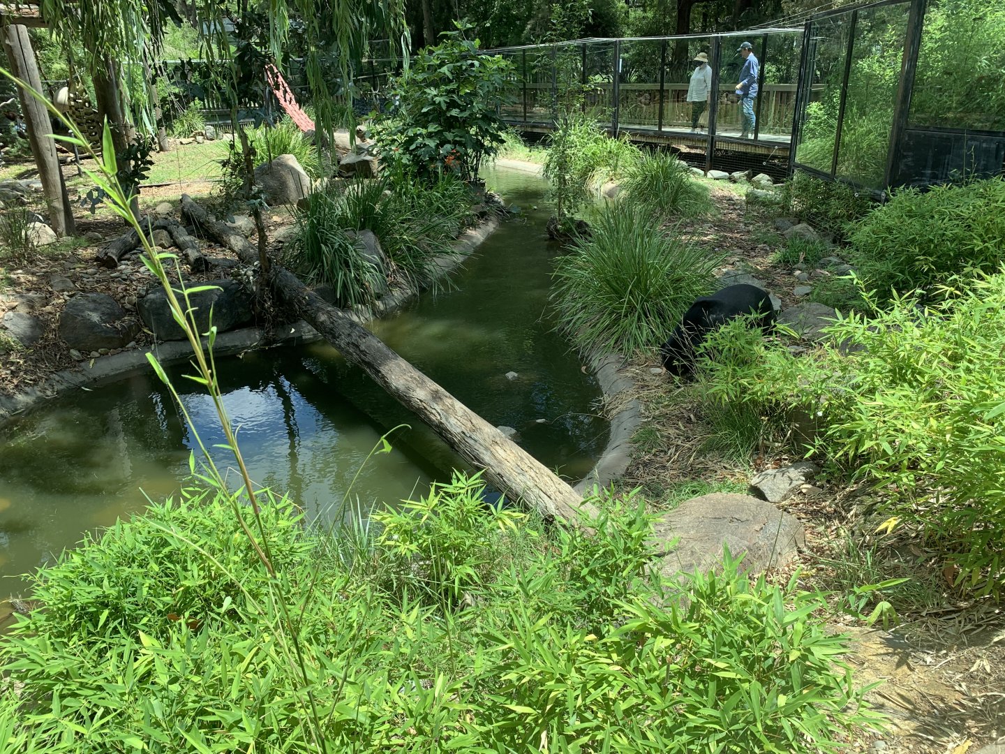 Sun Bear Exhibit
