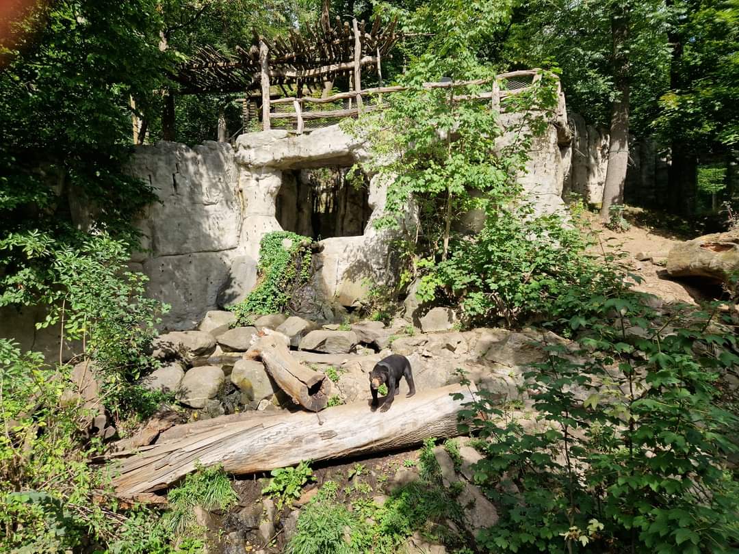 Sun Bear exhibit