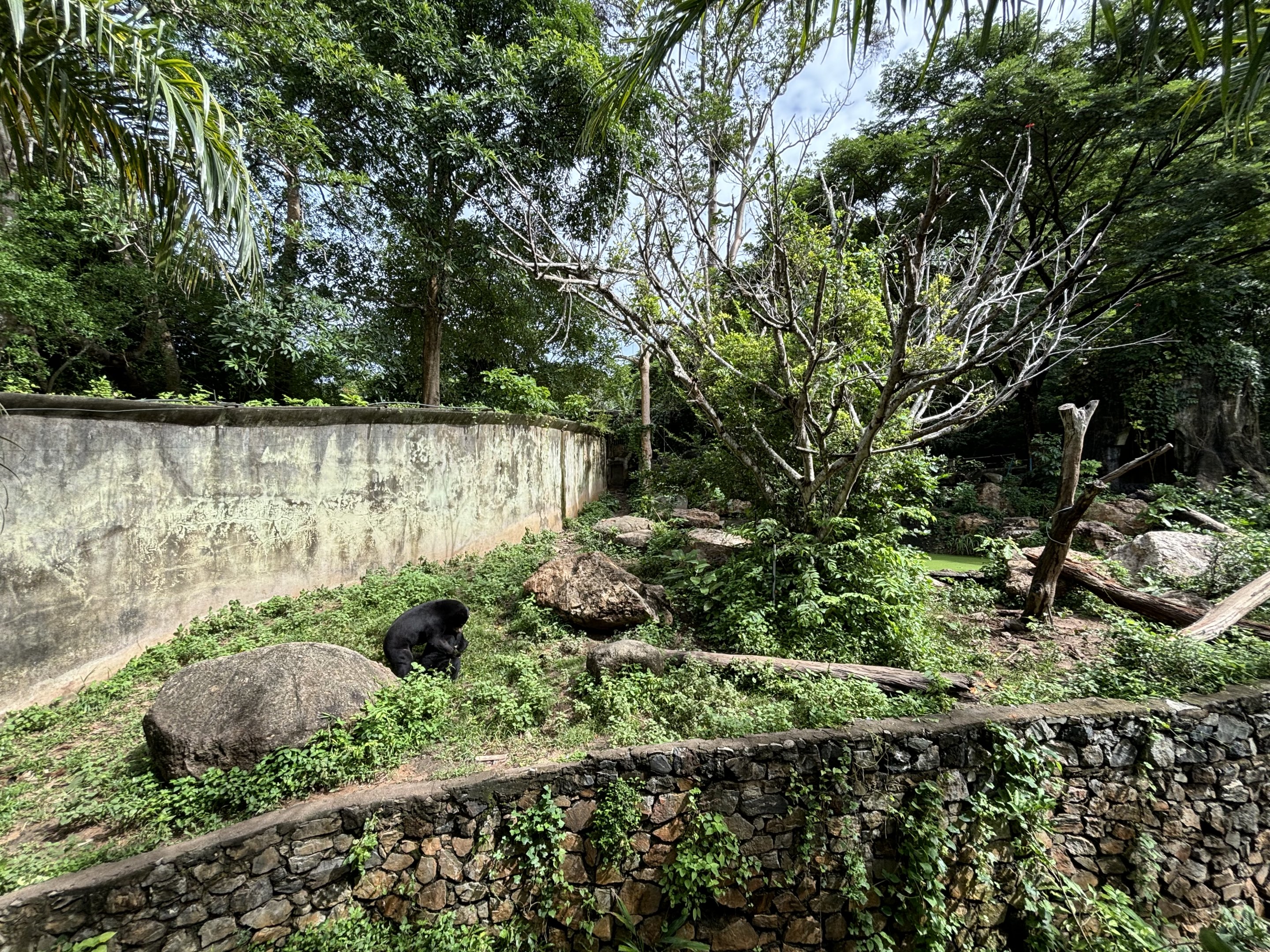 Sun Bear Exhibit