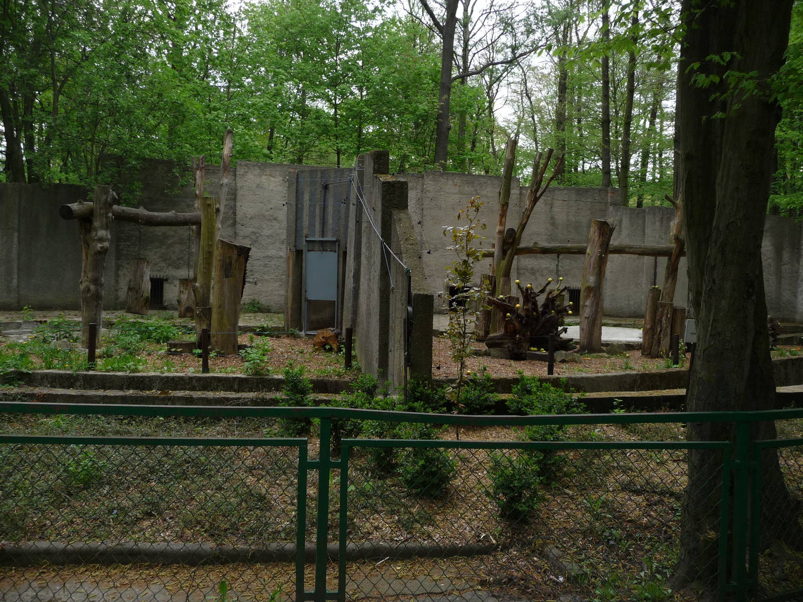 Sun bear exhibits