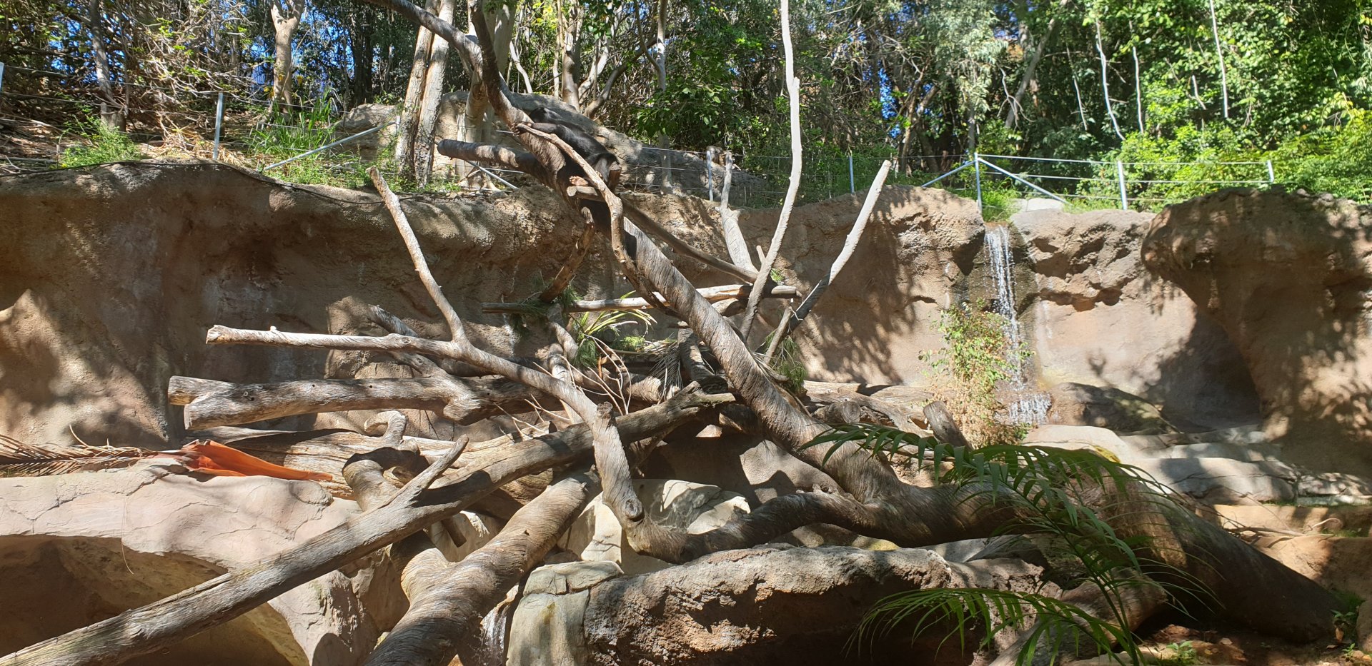 Sun Bear Forest, Asian Passage