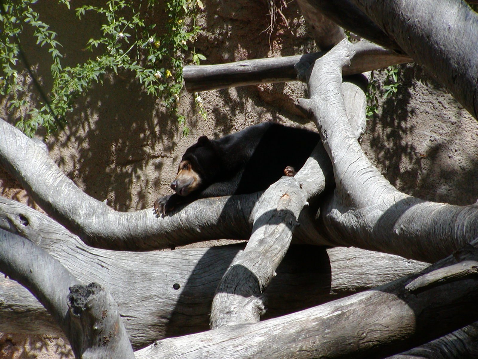 Sun Bear Forest - Bornean Sun Bear