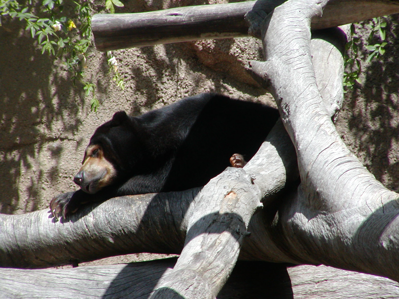 Sun Bear Forest - Bornean Sun Bear