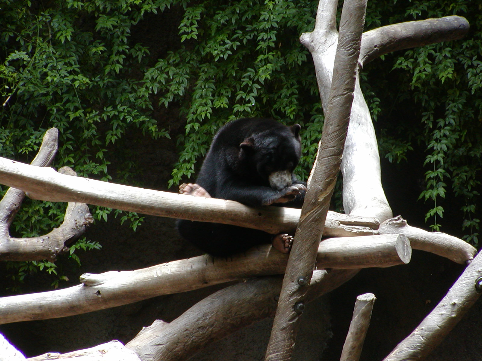 Sun Bear Forest - Bornean Sun Bear
