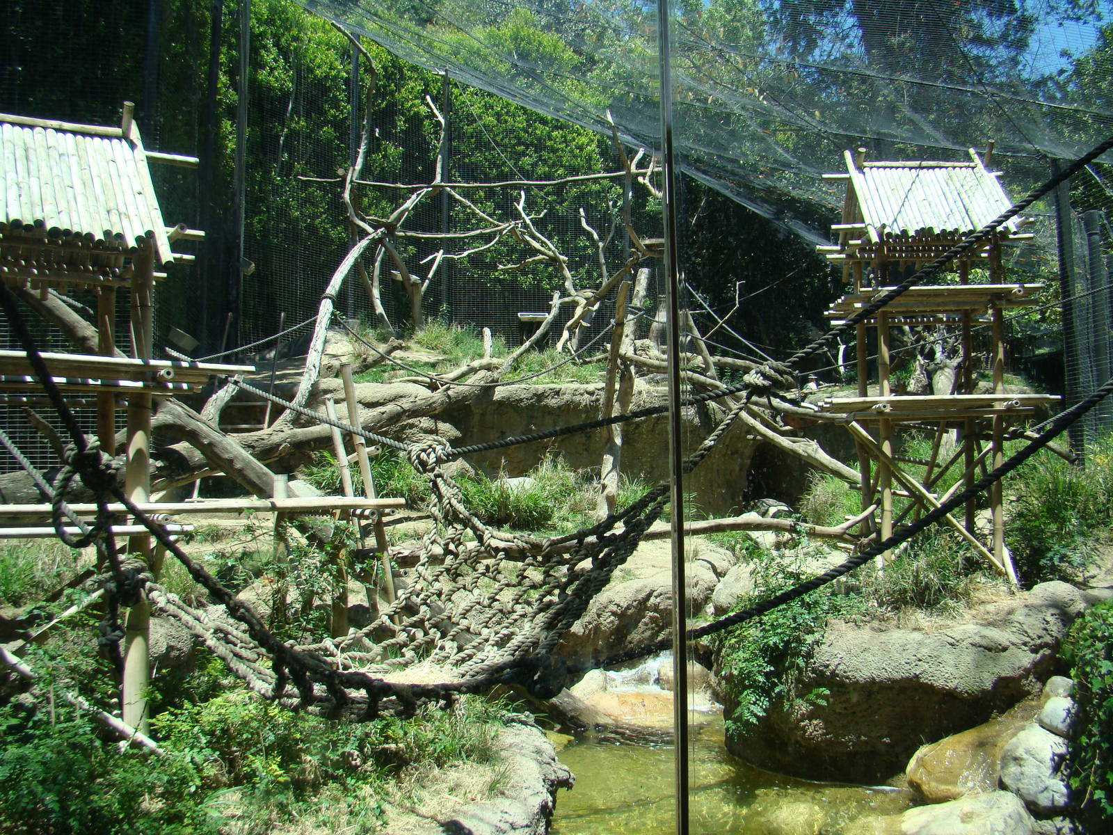 Sun Bear Forest - Lion-tailed Macaque exhibit