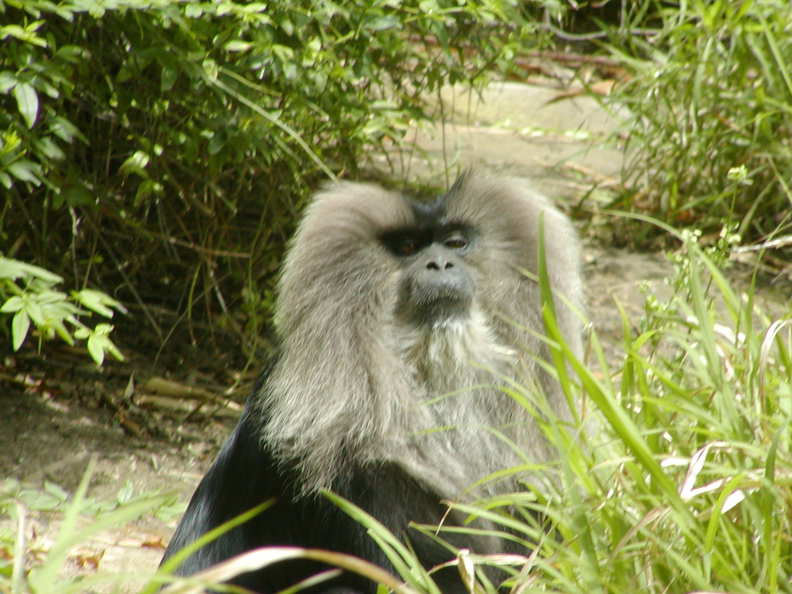 Sun Bear Forest - Lion-Tailed Macaque