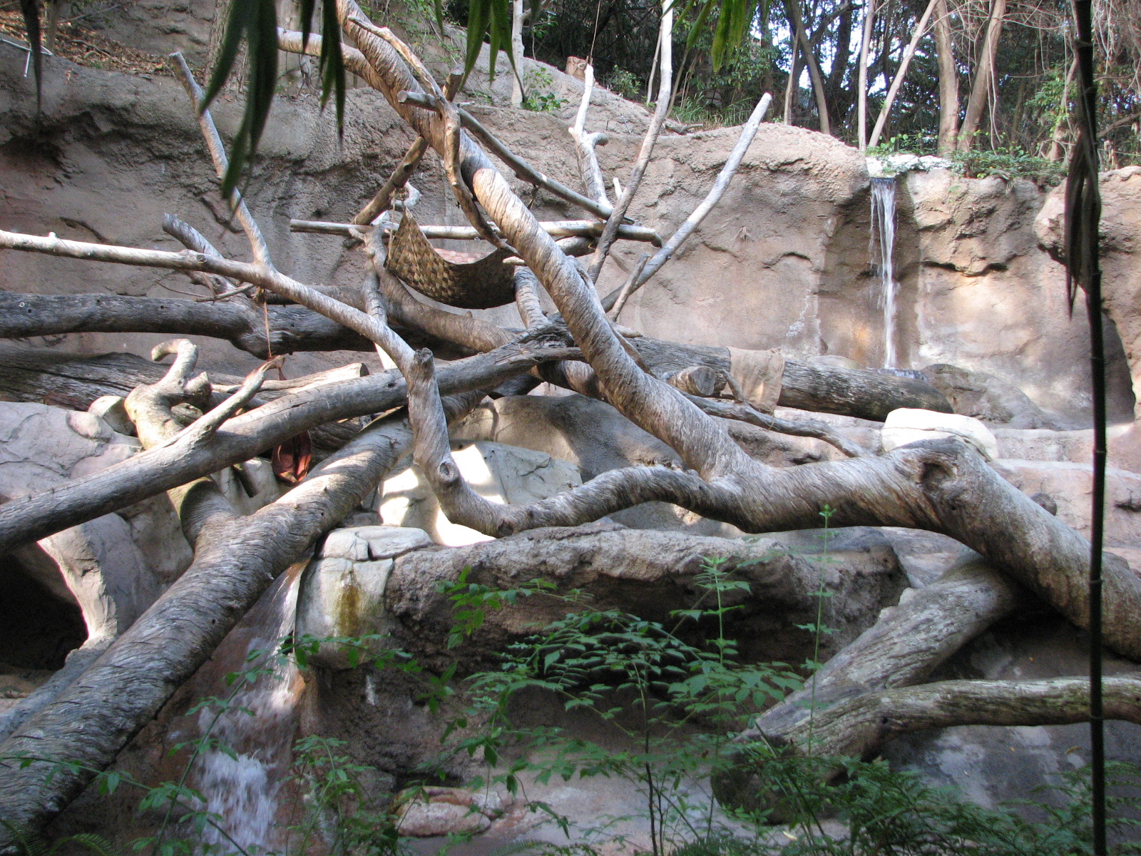 Sun Bear Forest - Sun Bear Exhibit