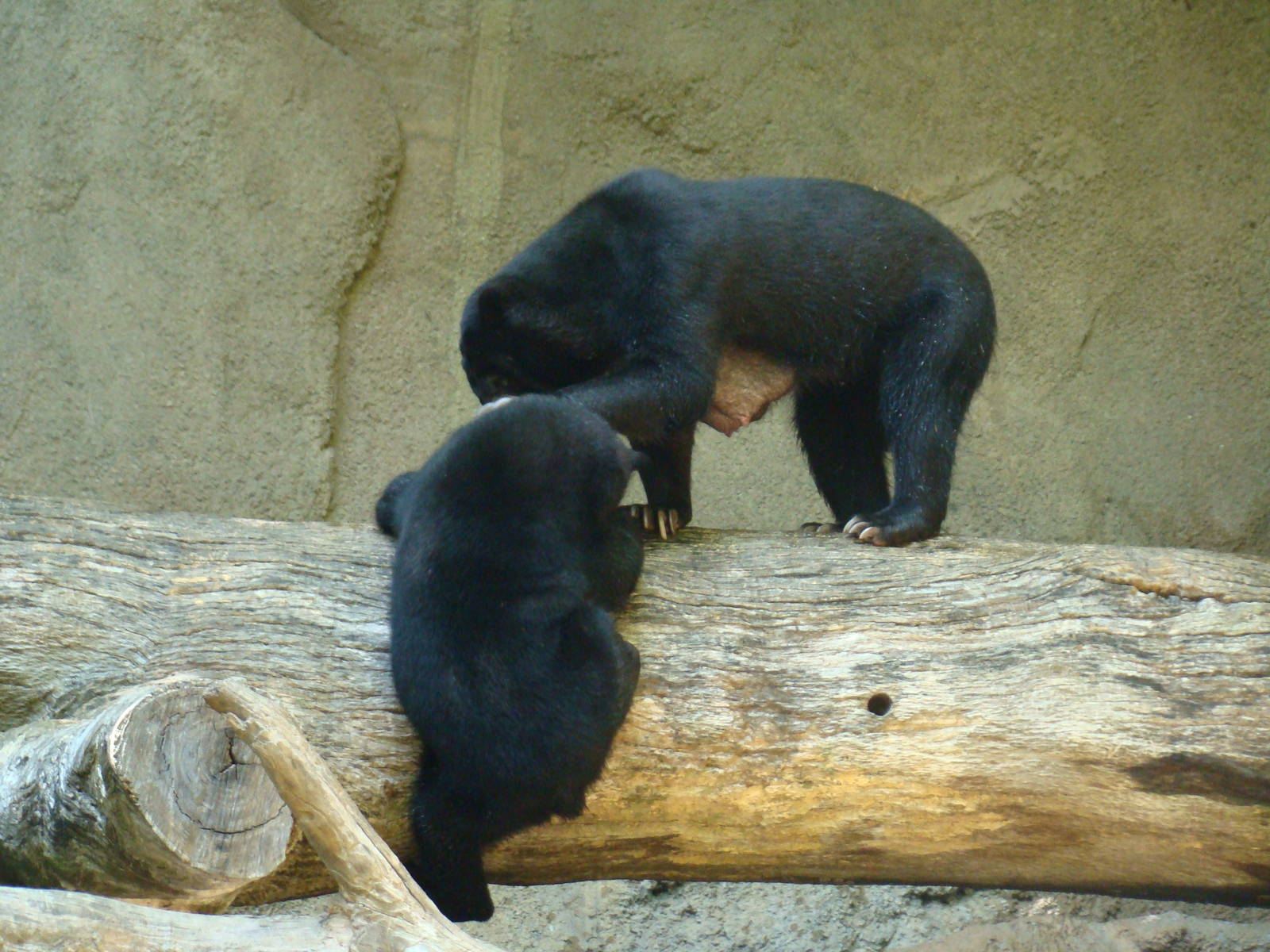 Sun Bear Forest - Sun Bears