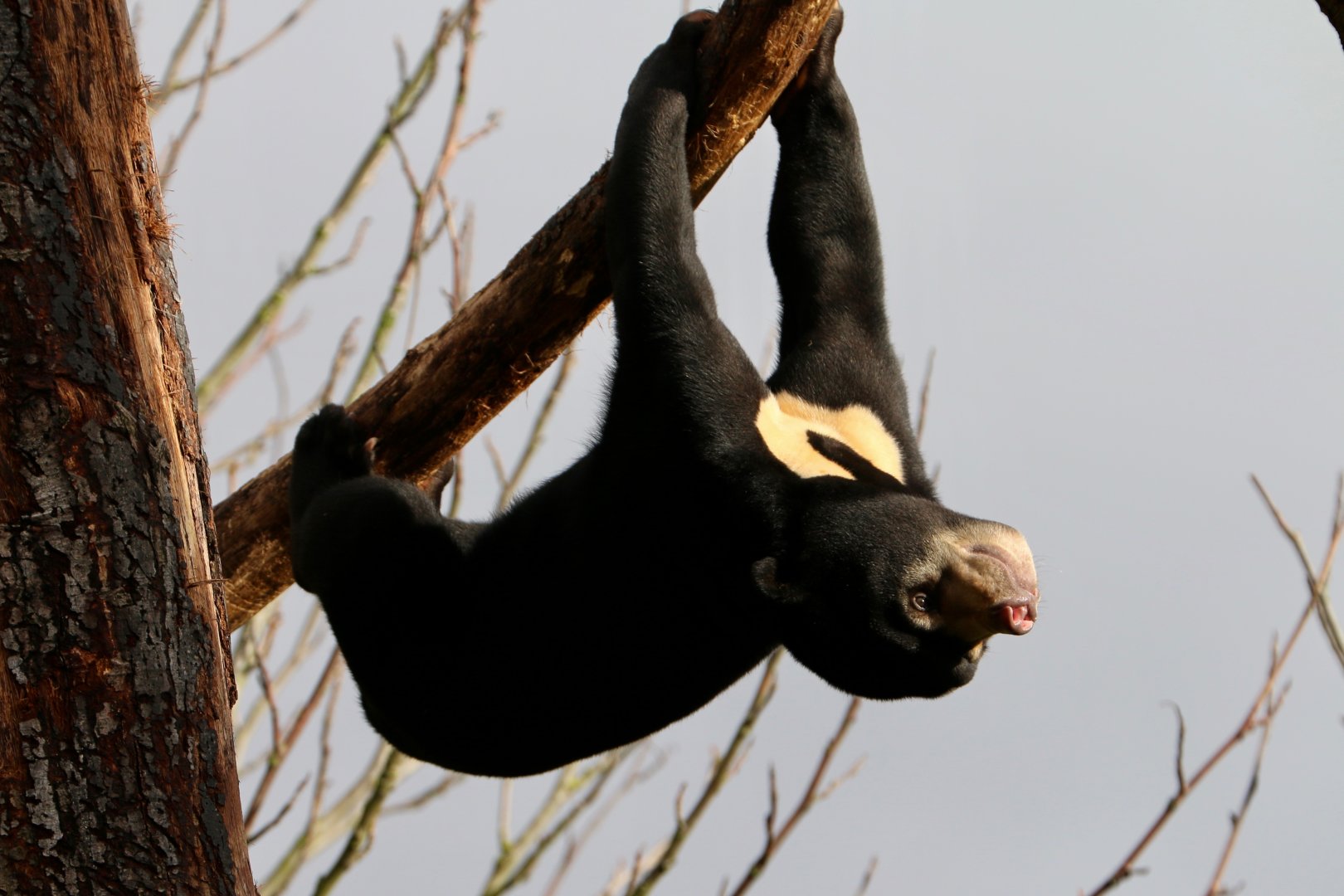 Sun Bear Gymnastics (1), 17 March