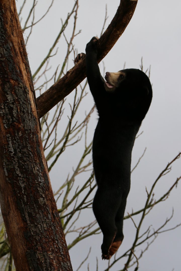 Sun Bear Gymnastics (2), 17 March