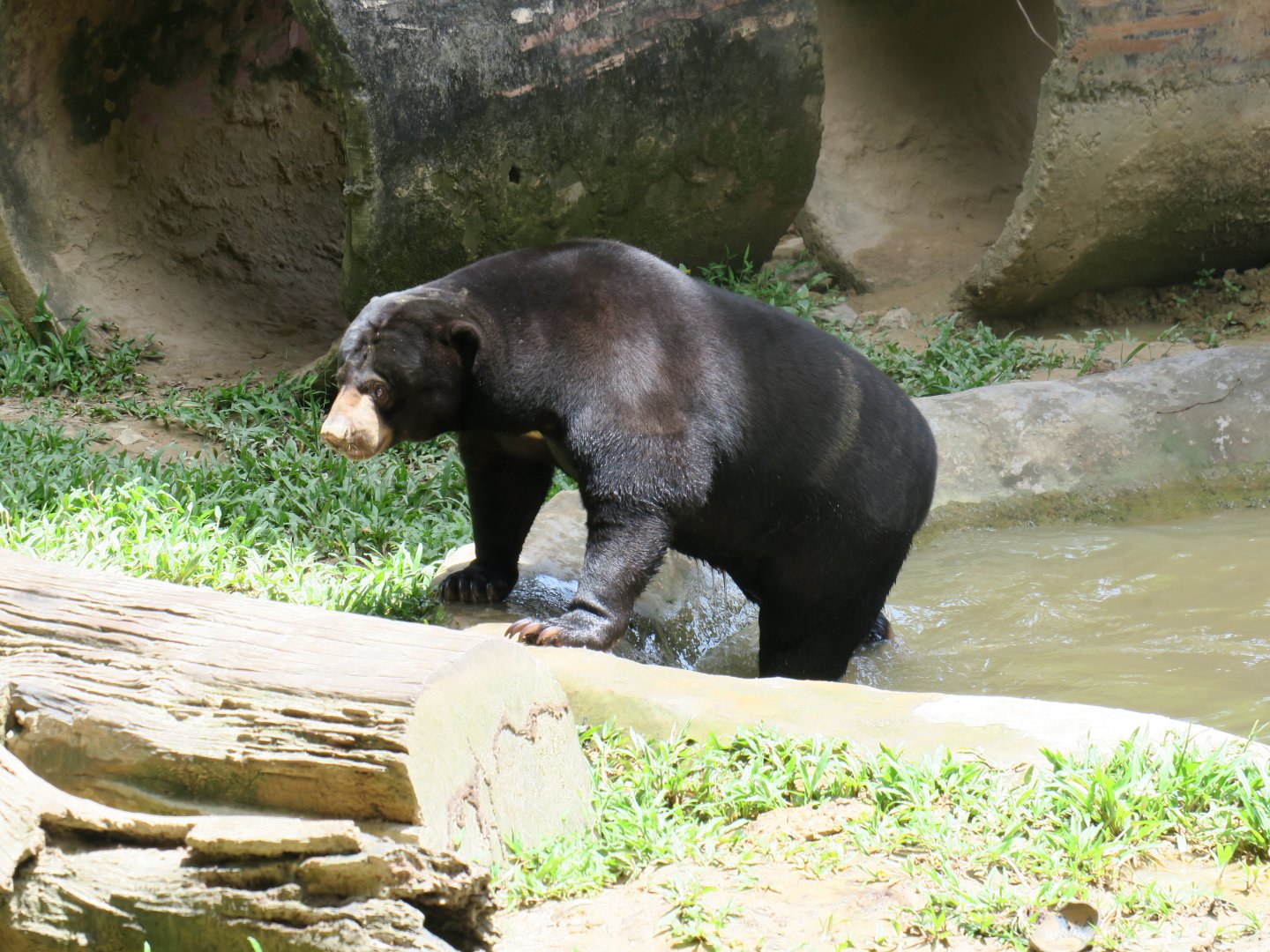 Sun bear (H. m. euryspilus)