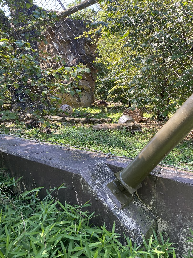 Sun Bear Habitat 7-11-2023