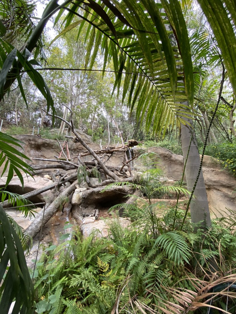 Sun Bear Habitat - Sun Bear Forest