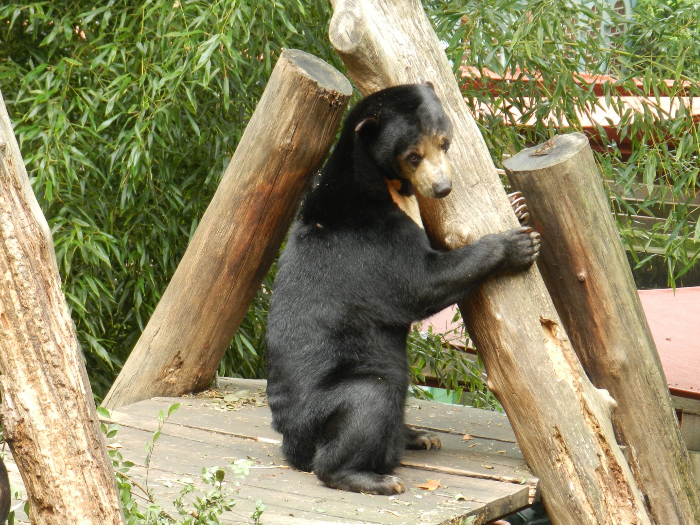 Sun Bear (Helarctos malayanus) at Zoo Atlanta, USA