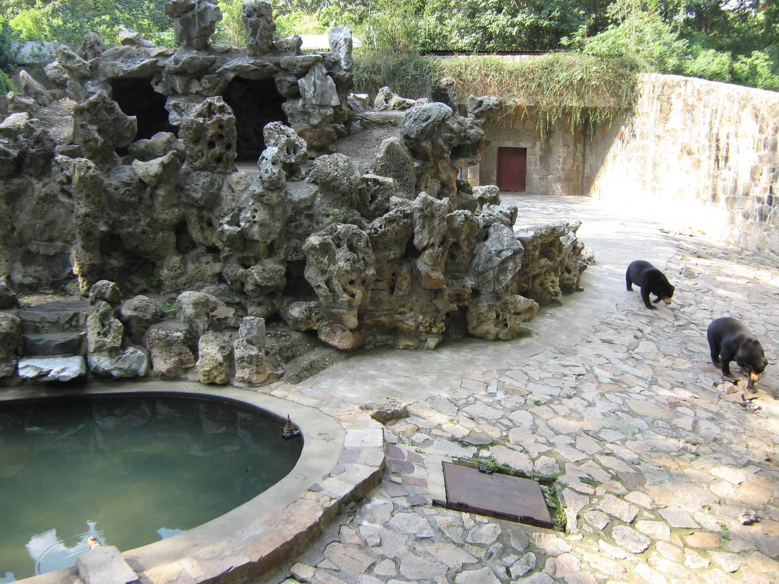 sun bear (Helarctos malayanus) enclosure