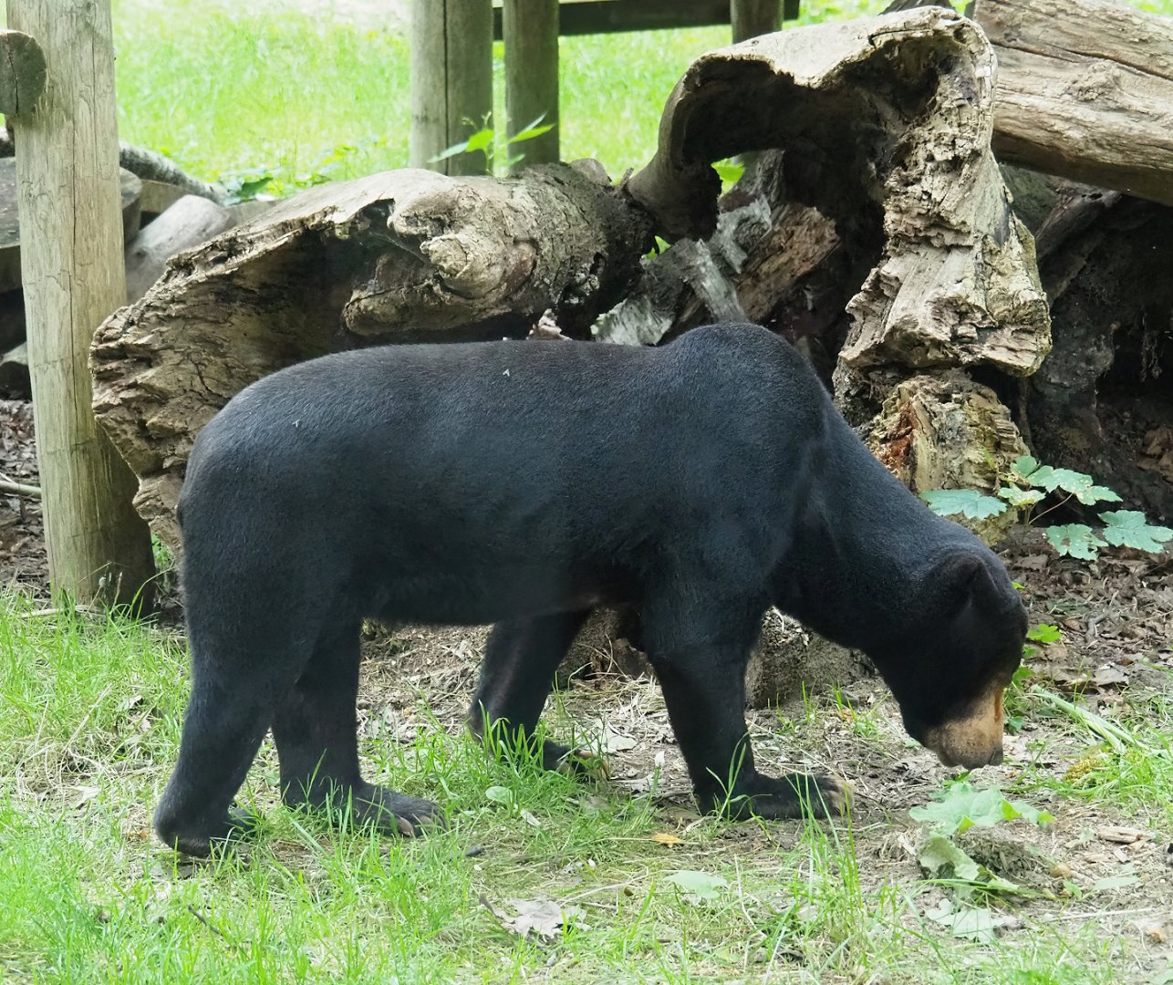 Sun bear (Helarctos malayanus malayanus), 2023-08-17