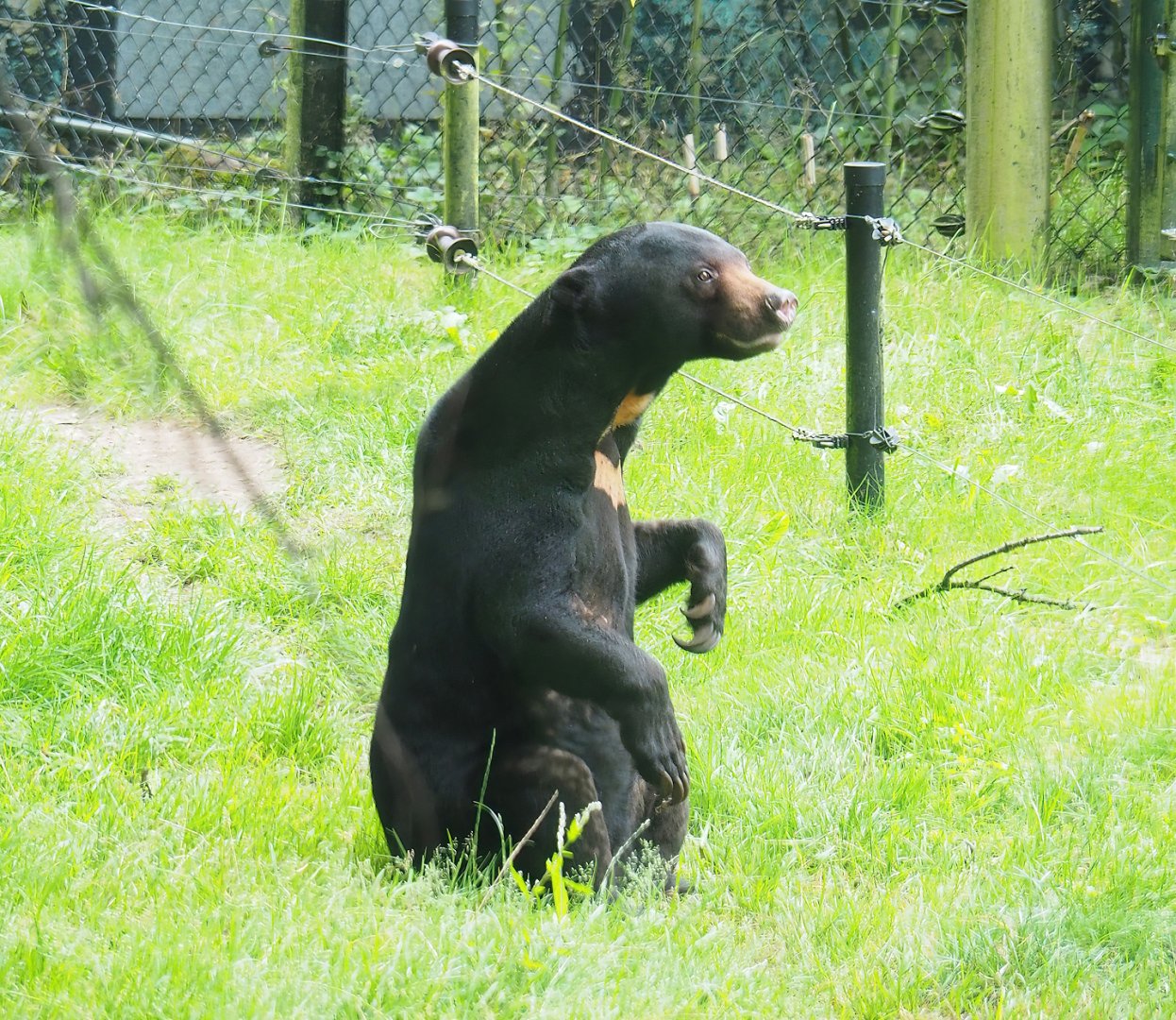 Sun bear (Helarctos malayanus malayanus), 2023-08-17