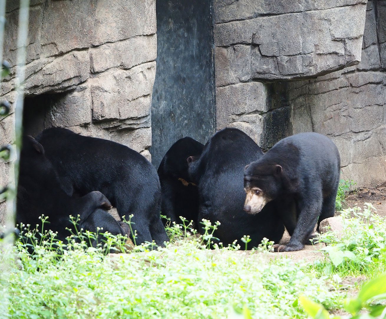 Sun bear (Helarctos malayanus malayanus), 2023-10-07