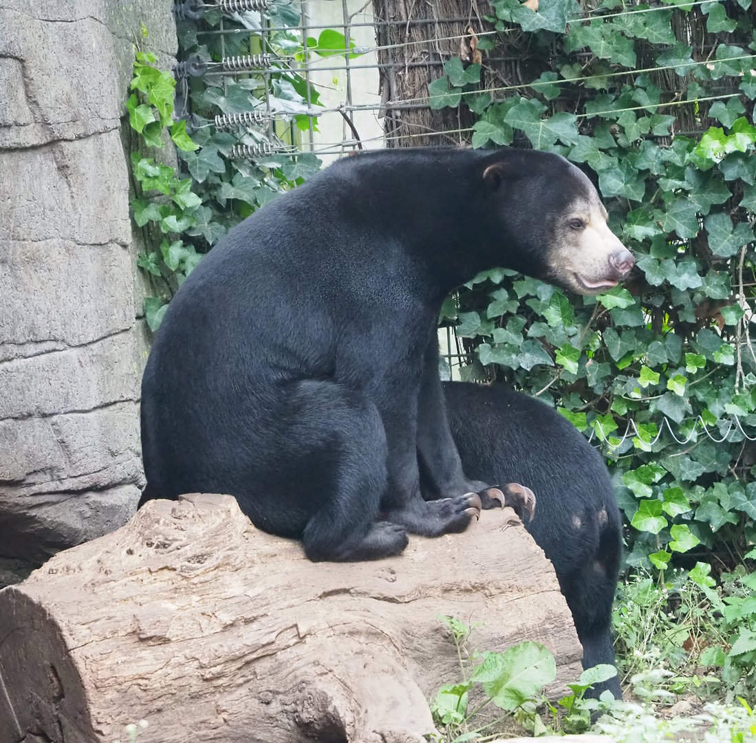 Sun bear (Helarctos malayanus malayanus), 2023-10-07