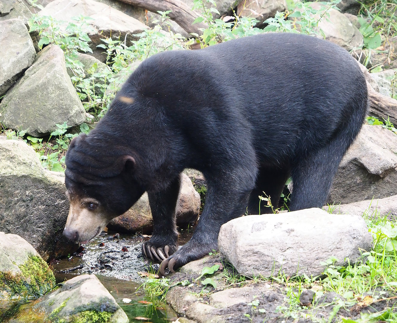 Sun bear (Helarctos malayanus malayanus), 2023-10-07