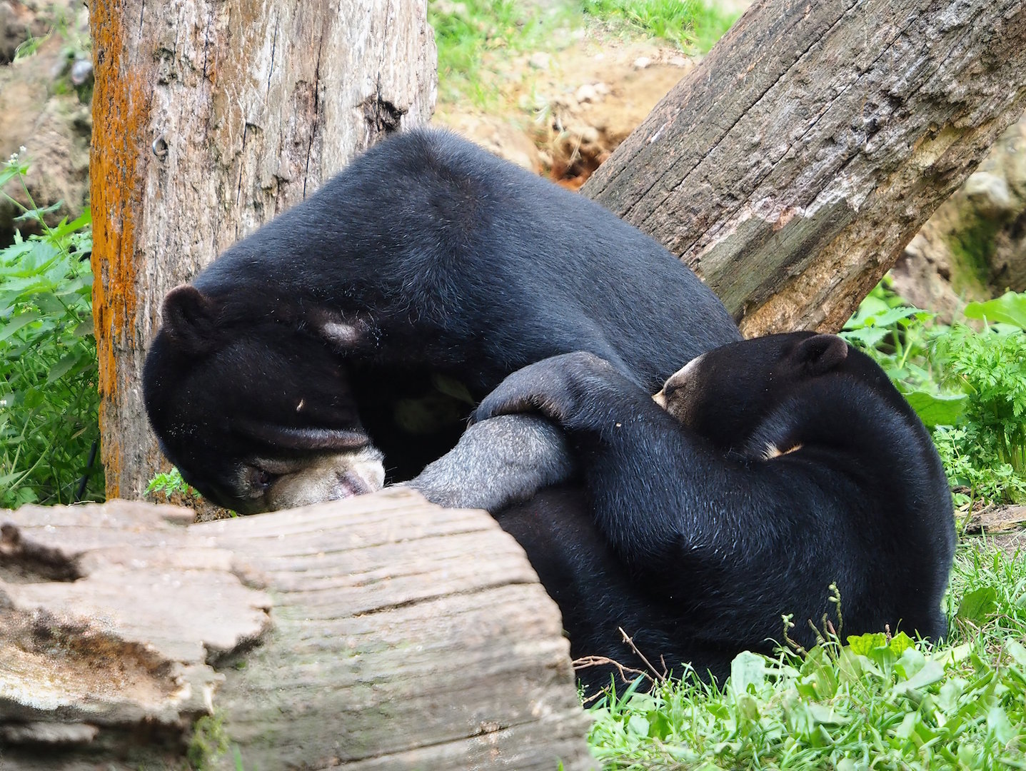 Sun bear (Helarctos malayanus malayanus), 2023-10-07