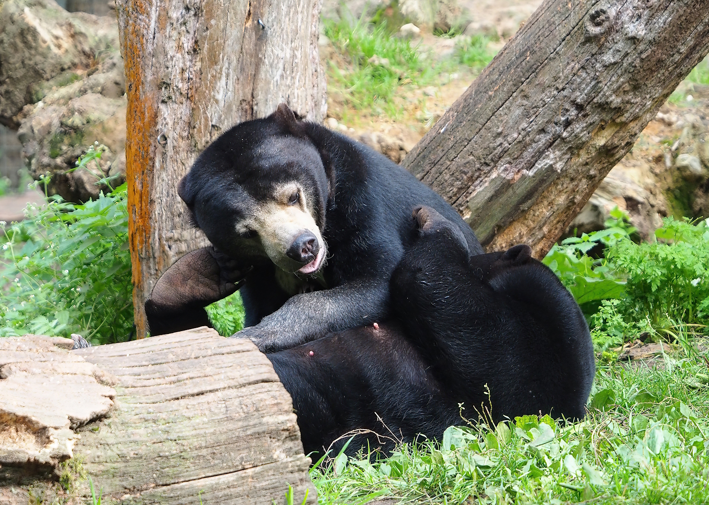 Sun bear (Helarctos malayanus malayanus), 2023-10-07