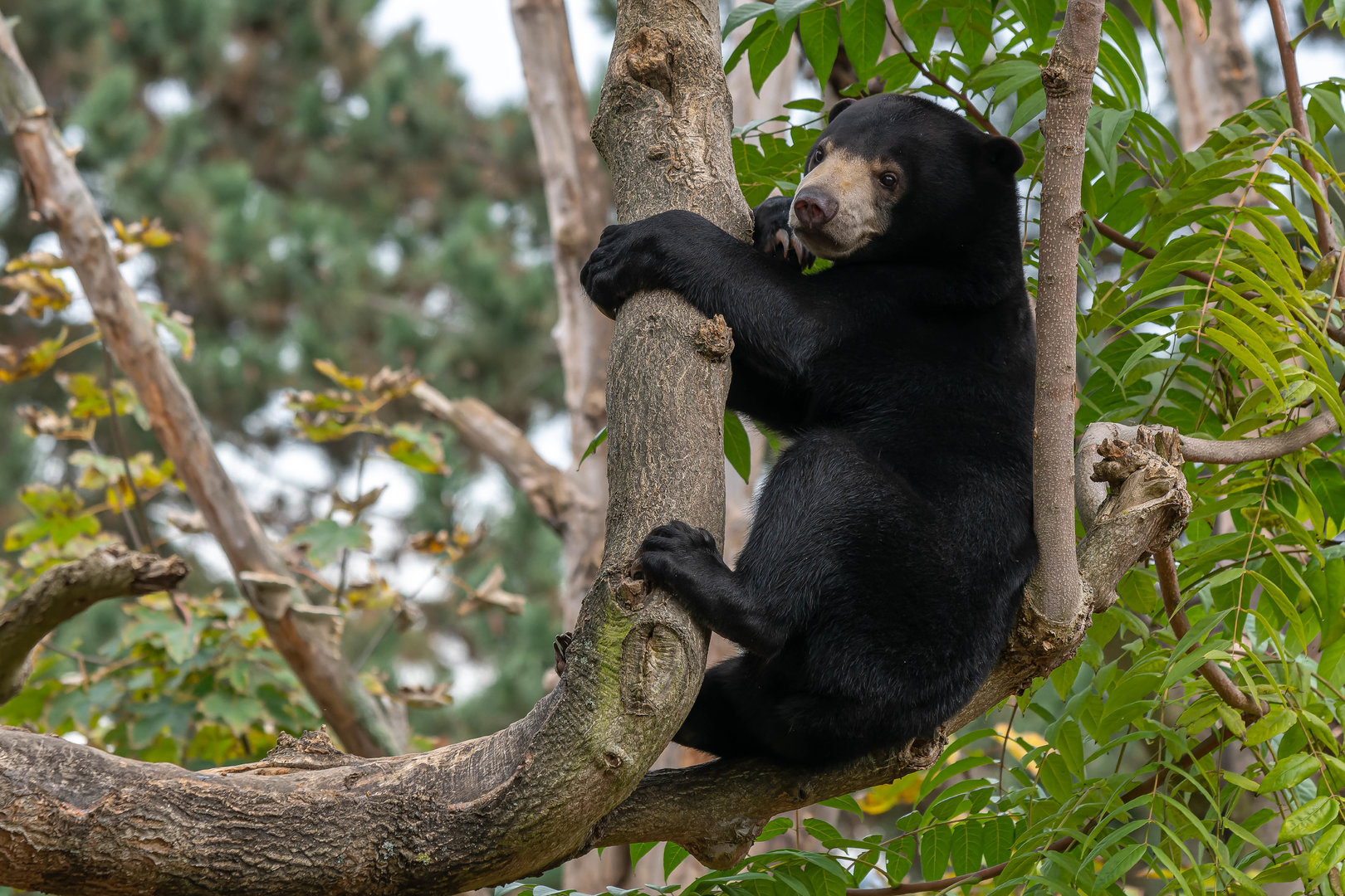Sun bear (Helarctos malayanus malayanus)