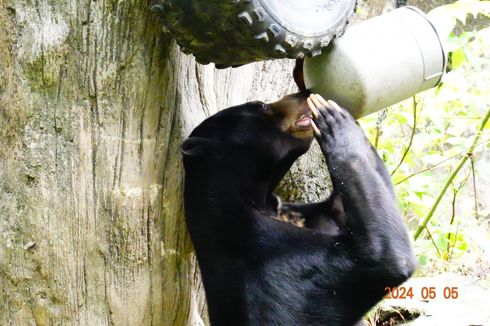 Sun Bear (Helarctos malayanus malayanus)