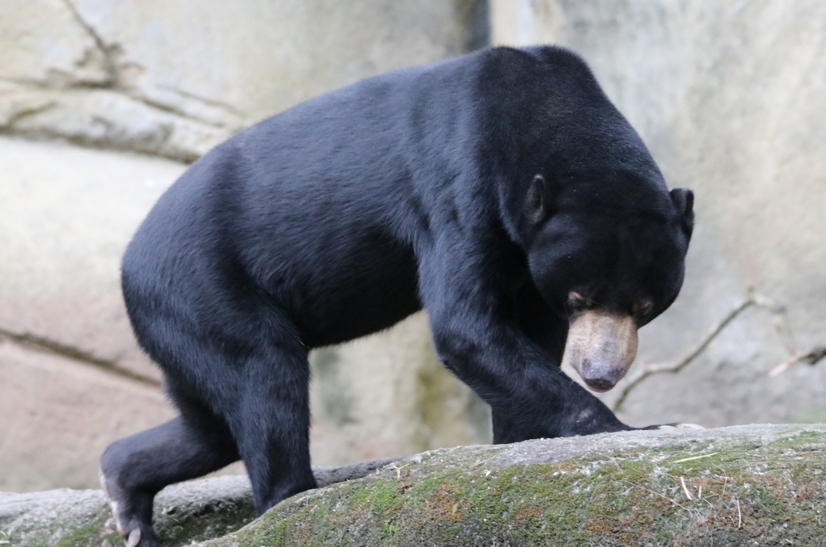 Sun Bear (Helarctos malayanus malayanus)