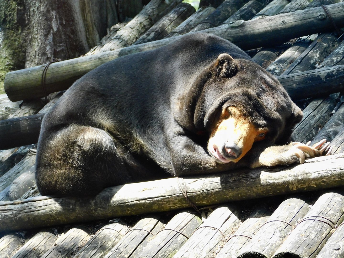 Sun Bear (Helarctos malayanus) May 3, 2025　