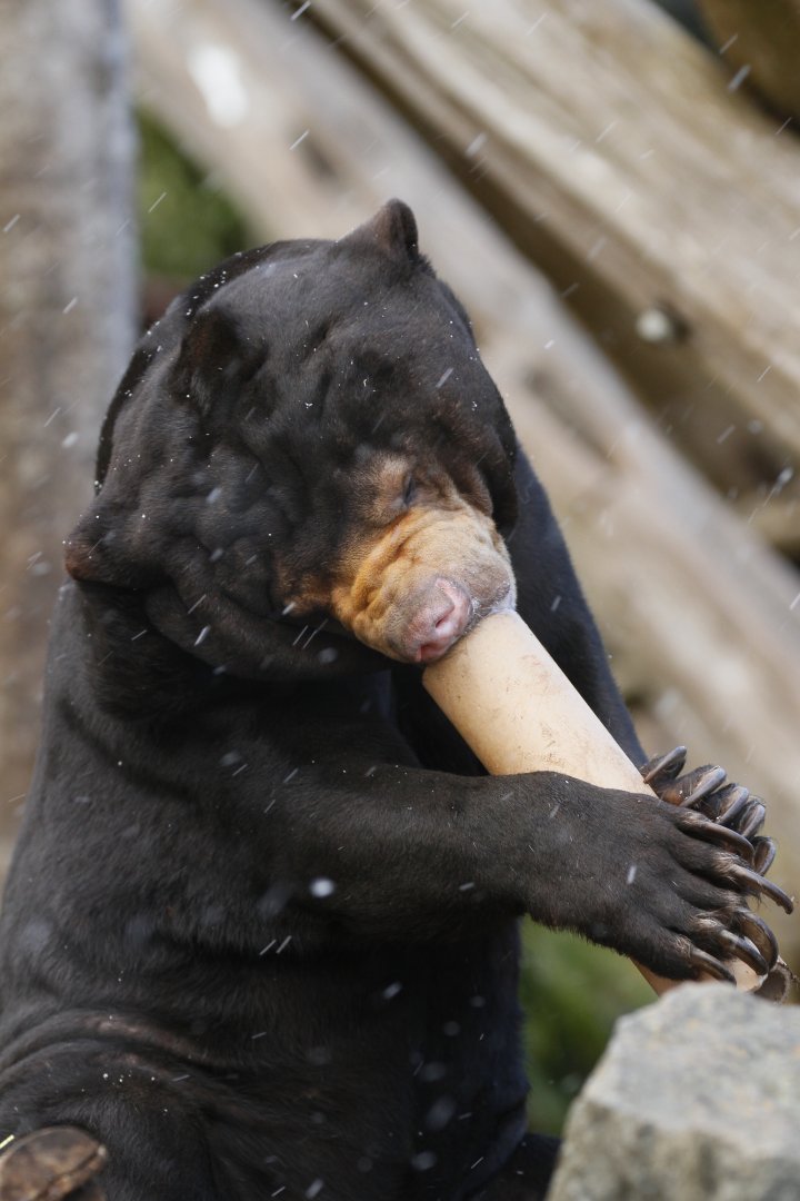 Sun bear (Helarctos malayanus) playing a tuba