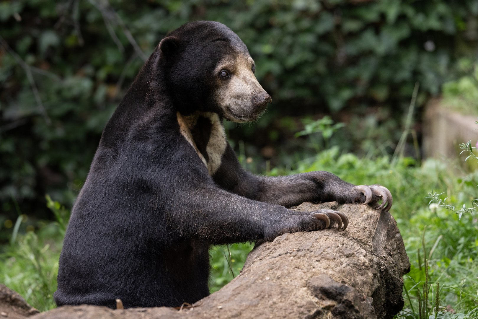 Sun Bear (Helarctos malayanus) - Rimba
