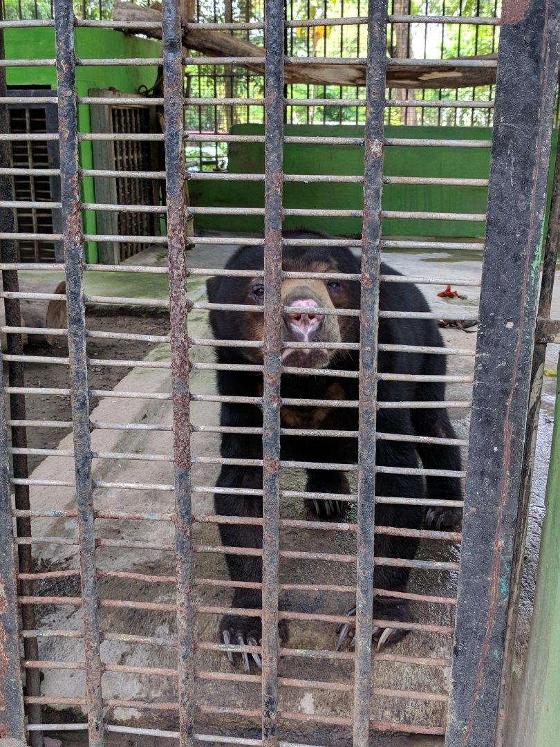 Sun Bear (Helarctos malayanus) - Taru Jurug Zoo