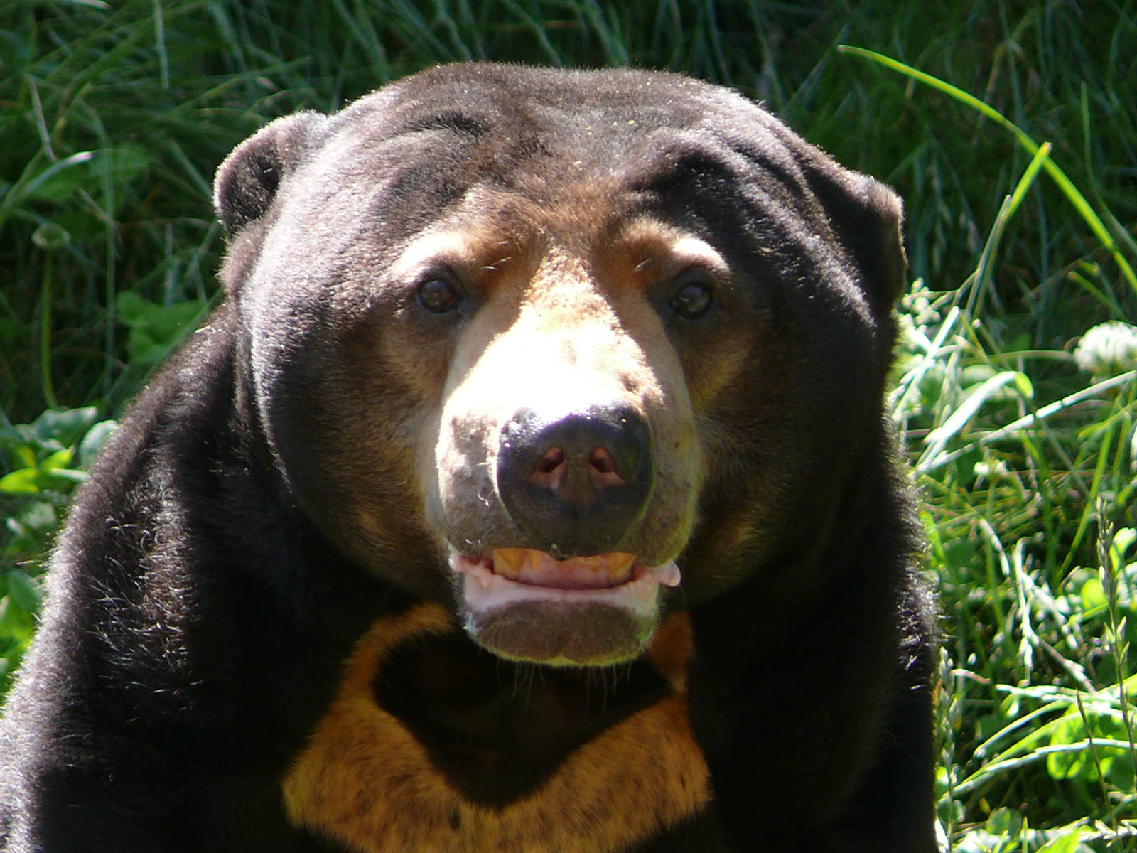Sun bear (Helarctos malayanus)