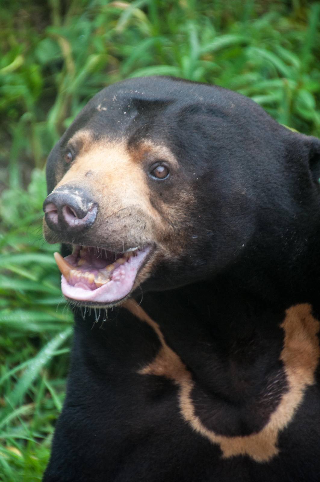 Sun Bear -Helarctos malayanus