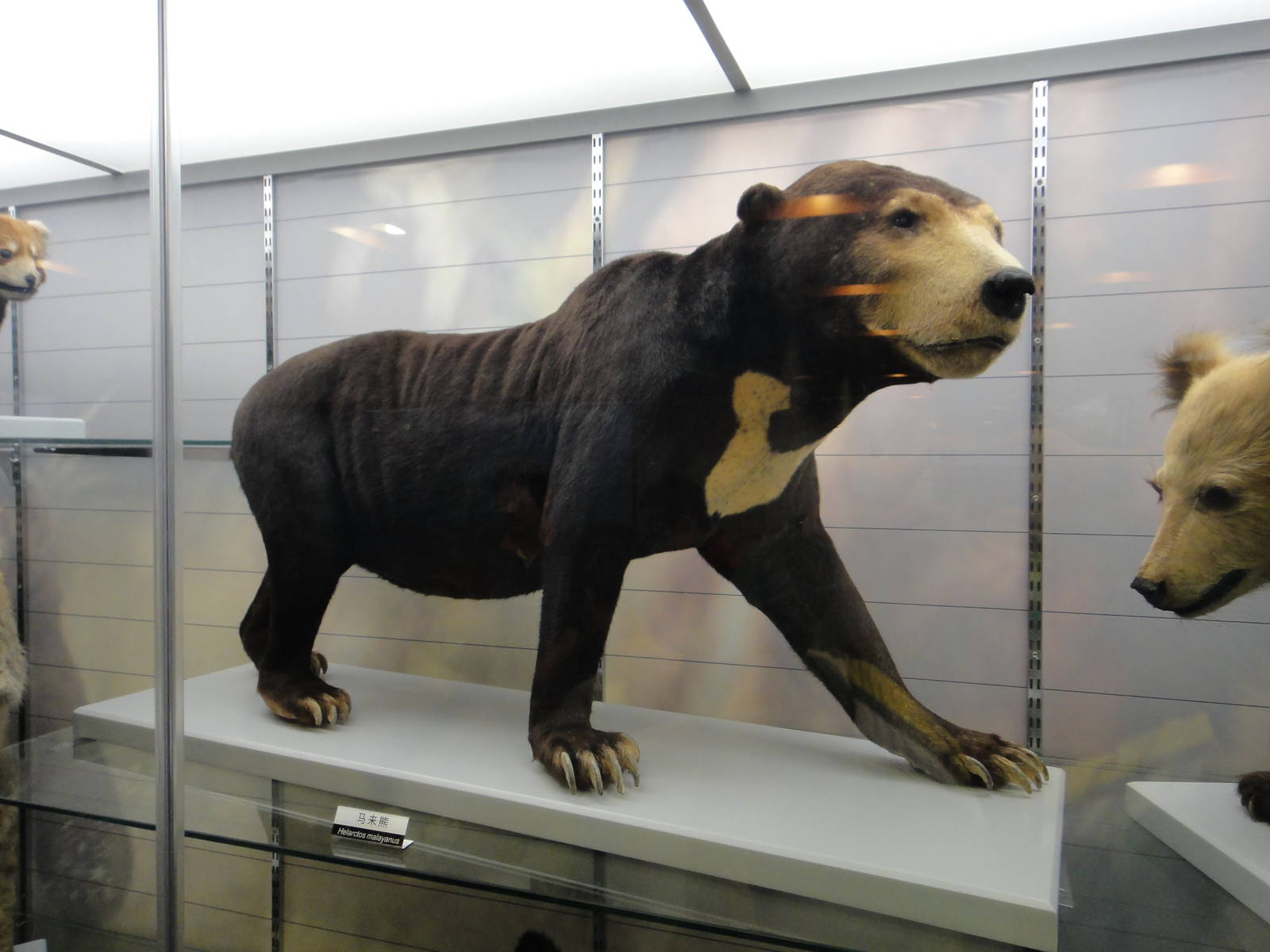Sun bear (Helarctos malayanus)