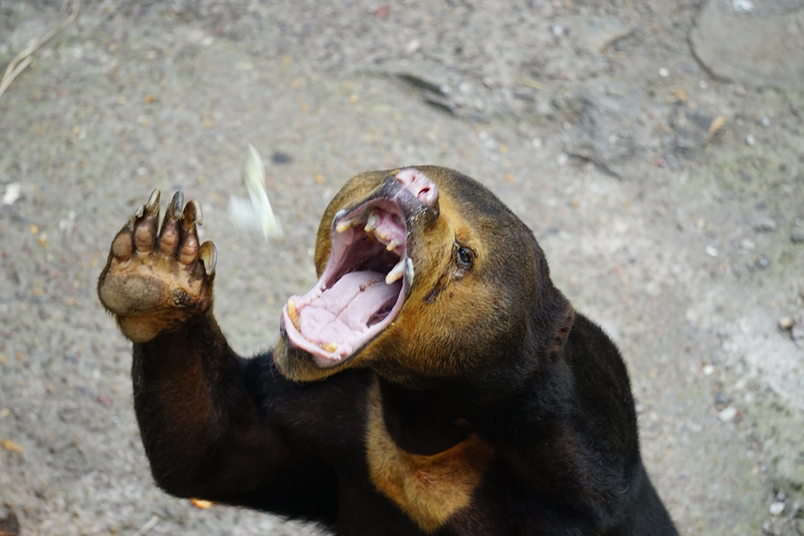 Sun bear (Helarctos malayanus)