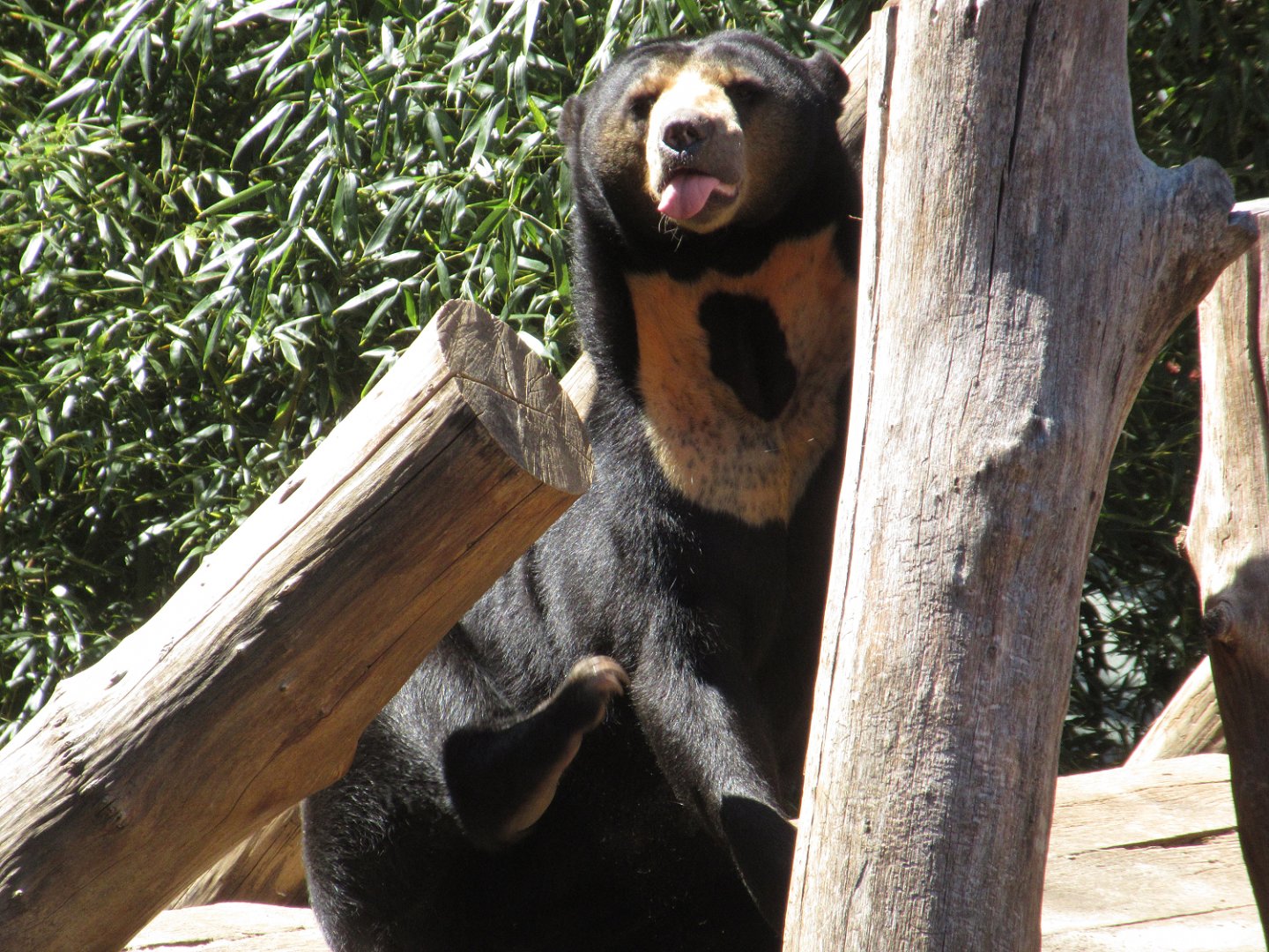 Sun Bear (Helarctos malayanus)