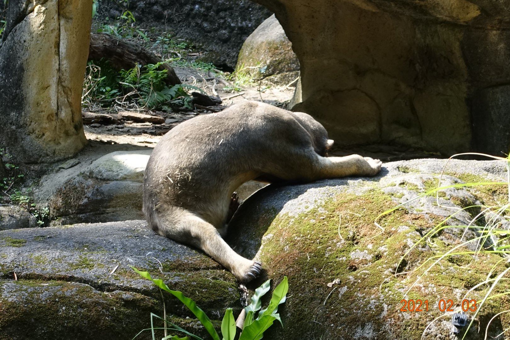 Sun Bear (Helarctos malayanus)