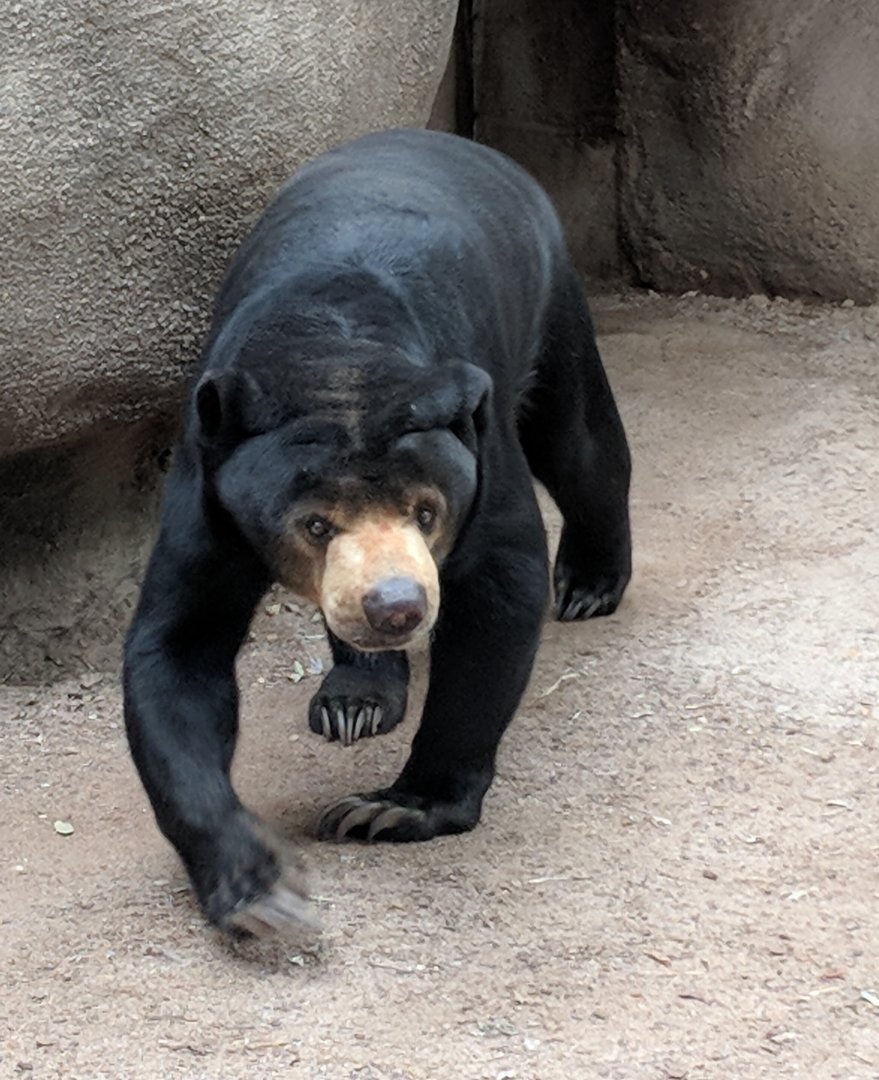 Sun bear (Helarctos malayanus)