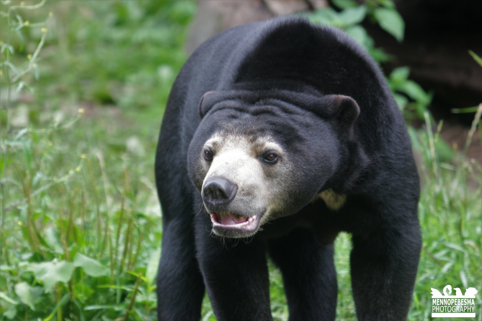 Sun bear (Helarctos malayanus)