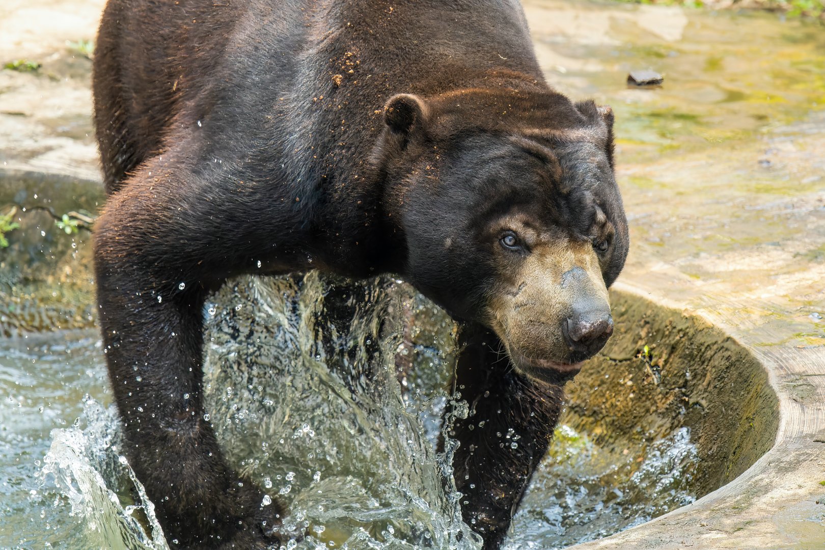 Sun Bear - Helarctos malayanus