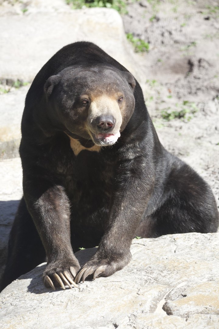 Sun Bear/ Helarctos malayanus