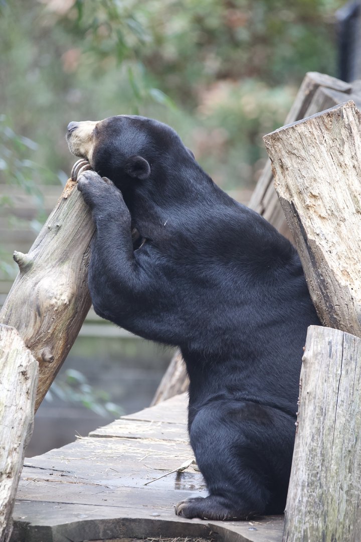 Sun Bear/ Helarctos malayanus