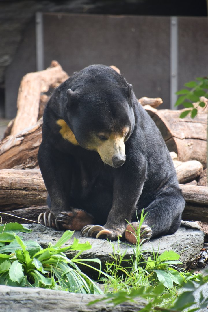 Sun bear, Helarctos malayanus