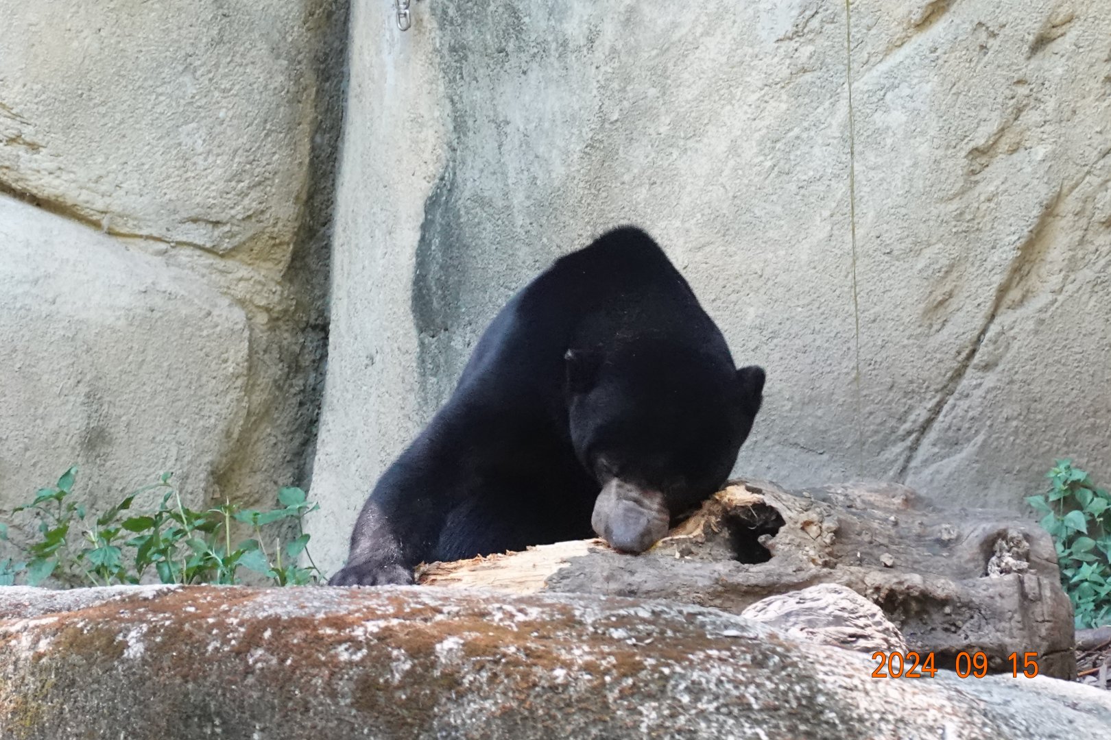 Sun Bear (Helarctos malayanus)